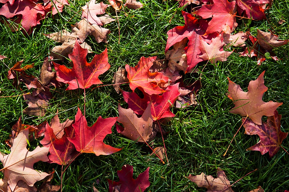 Fallen red maple leaves scattered on the grass by Memorial Church in Harvard Yard. Jon Chase/Harvard Staff Photographer