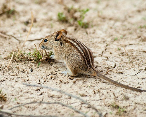 The African striped mouse (pictured) and the eastern chipmunk each have distinctive stripes down their backs that Harvard scientists believe are a byproduct of the cranio-facial gene Alx3 that both species evolved independent of one another.