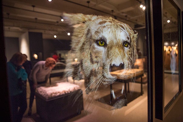 A fading image of a tiger is part of the Harvard Museum of Natural History's exhibit on extinction, "Next of Kin: Seeing Extinction through the Artist’s Lens." Kris Snibbe/Harvard Staff Photographer