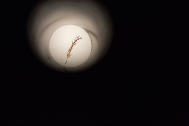 A feather in a peep hole is displayed by Christina Seely, in a Harvard Museum of Natural History exhibition on extinction, as seen through an artist's lens, called "Next of Kin". during a staff preview on Friday. HMSC exec dir Jane Pickering was also present. Kris Snibbe/Harvard Staff Photographer