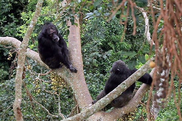 A study led by Richard Wrangham, the Ruth B. Moore Professor of Biological Anthropology, has shown that chimpanzees learn certain grooming behaviors from their mothers that they continue to perform long after their mothers' deaths. 