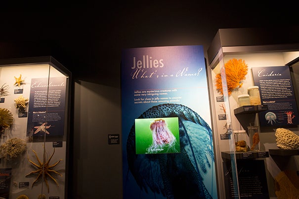 "Whats in a name" kiosks have debuted at the Harvard Museum of Natural History. Rose Lincoln/Harvard Staff Photographer