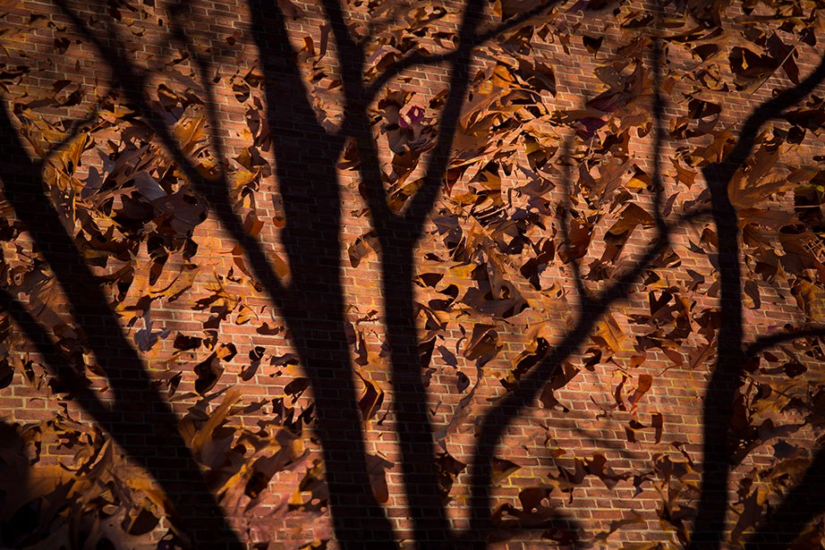 Fallen oak leaves overlay the shadows and bricks along Houghton Library.