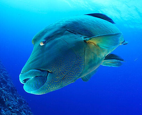 Fascinated with the ocean and photography from a young age, Keith Ellenbogen has shot photos of marine life from around the world, such as this intimate view of a large Humphead Wrasse swimming along a coral reef.