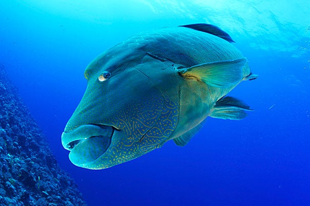 Fascinated with the ocean and photography from a young age, Keith Ellenbogen has shot photos of marine life from around the world, such as this intimate view of a large Humphead Wrasse swimming along a coral reef.