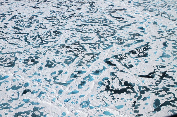 The thinning of Arctic sea ice has increased the number of melt ponds — dark pools of water on the ice surface — and permitted enough sunlight to penetrate to the ocean water that phytoplankton has been blooming under the ice.