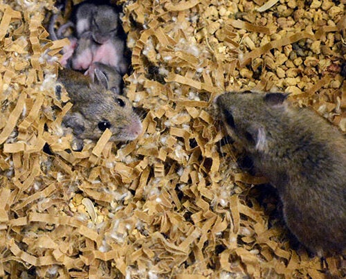 A study led by Harvard Professor Hopi Hoekstra has uncovered links between the activity of specific genes and parenting behaviors across species, such as close cousins deer mice (pictured) and oldfield mice. "[T]here’s no measurable effect based on who raises [offspring]," Hoekstra said. "It’s all about who they are genetically."