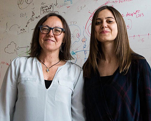 Stanley Center member Paola Arlotta (left) and postdoctoral fellow Giorgia Quadrato have produced long-cultured brain organoids that have the potential to advance our understanding of brain development and disorders.