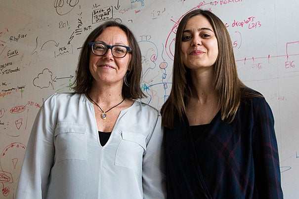 Stanley Center member Paola Arlotta (left) and postdoctoral fellow Giorgia Quadrato have produced long-cultured brain organoids that have the potential to advance our understanding of brain development and disorders.