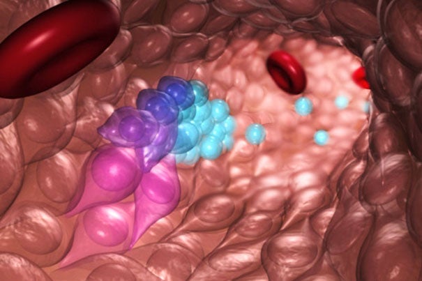 An illustration of blood stem and progenitor cells (blue) emerging from hemogenic endothelial cells (purple) during normal embryonic development. Researchers at Boston Children's Hospital recapitulated this process to transform the hemogenic endothelial cells into blood stem and progenitor cells, potentially creating a process to make virtually every cell type in the body.