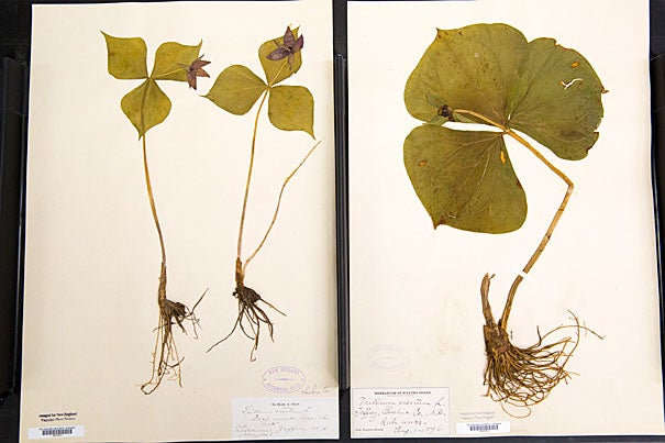 Thoreau's collection is something of a botanical time machine. Jon Chase/Harvard Staff Photographer