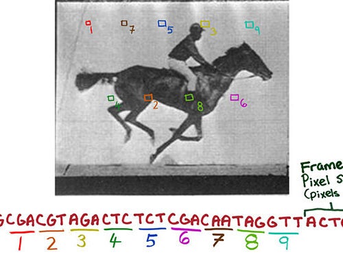 CRISPR system-based technology lets researchers record digital data — such as successive frames of a movie of a galloping horse — in a population of living bacteria. This could eventually have cells record the key changes they undergo during development or exposure to environmental or pathogenic signals. 