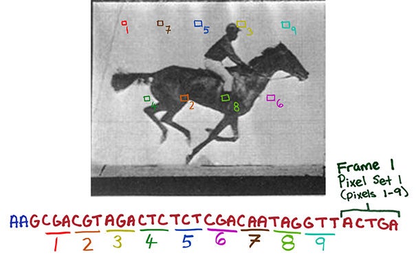CRISPR system-based technology lets researchers record digital data — such as successive frames of a movie of a galloping horse — in a population of living bacteria. This could eventually have cells record the key changes they undergo during development or exposure to environmental or pathogenic signals. 