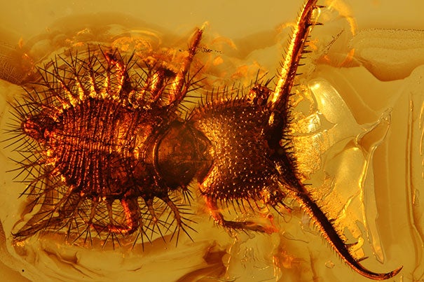 A project to digitize Harvard’s fossil insect collection produced a surprising twist: The discovery of hundreds of Eocene insects frozen in amber on a pre-WWII loan from Germany.
