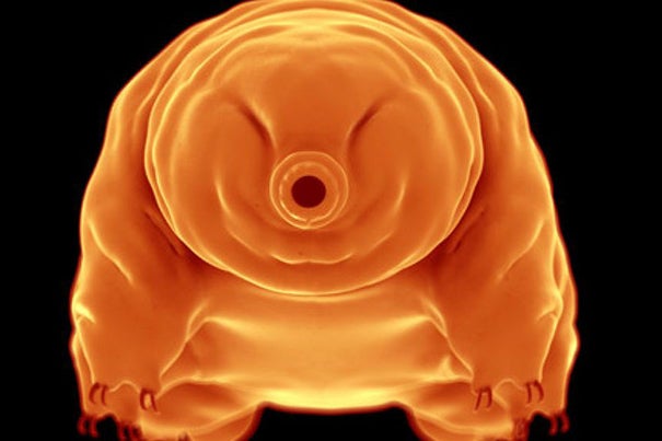 A testament to the resiliency of life on Earth, the tiny tardigrade can outlast any cosmic calamity, according to a new Oxford-Harvard study.