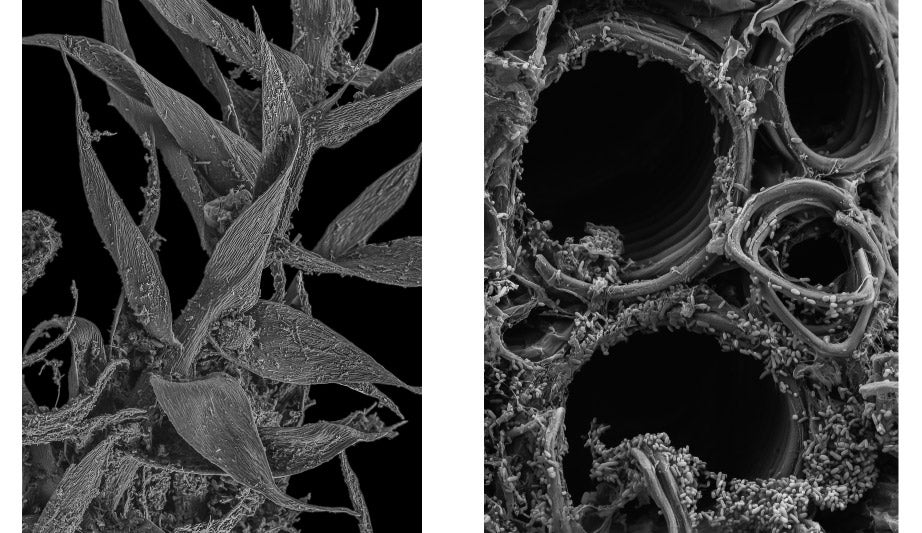 Moss shoot (left) and xylem of an infected squash plant, both imaged using a scanning electron microscope. Photos by Scott Chimileski