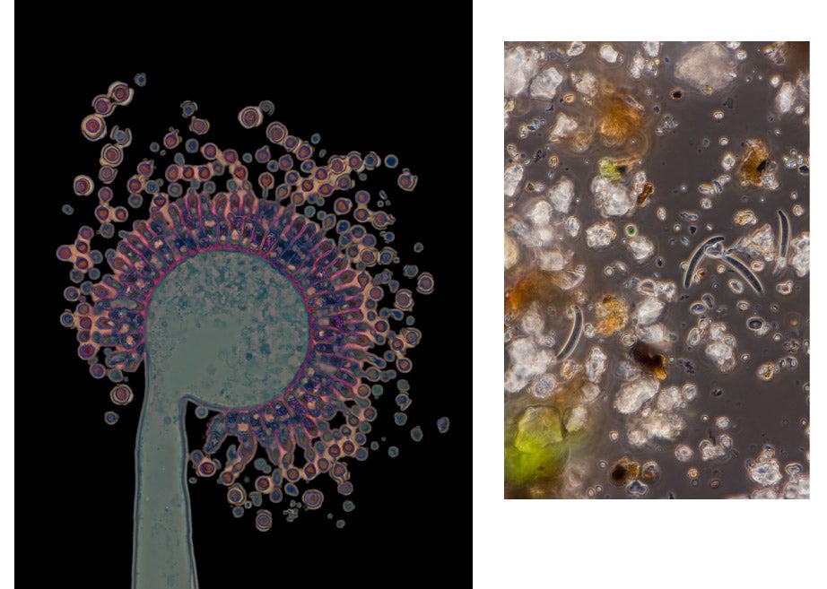 Stained cross section showing a conidiophore of Aspergillus oryzae viewed using a light microscope (left); moss water viewed using a light microscope. Photos by Scott Chimileski