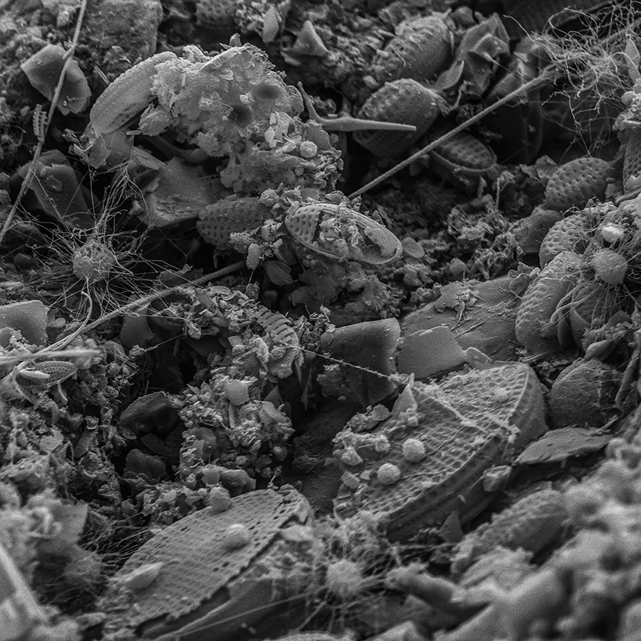 Marine pebble imaged using a scanning electron microscope. Photo by Scott Chimileski