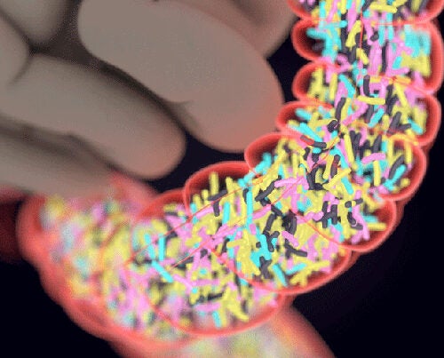 A Medical School study found that a guardian gene, which protects against Type 1 diabetes and other autoimmune diseases, exerts its pancreas-shielding effects by altering the gut microbiota.