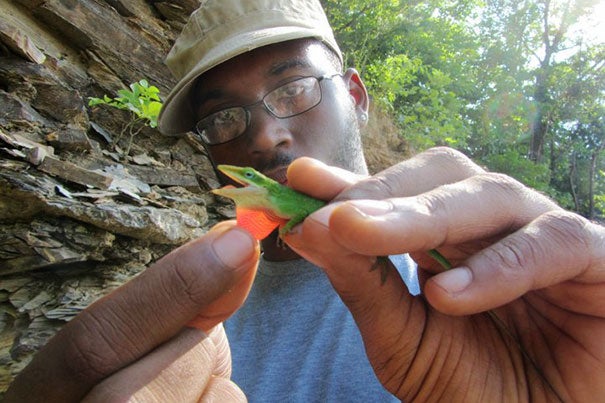 Shane Campbell-Staton, Ph.D. '15, with a green anole during a collecting trip before the 2013–14 polar vortex. On a subsequent collecting trip, he found greater cold tolerance among the species.