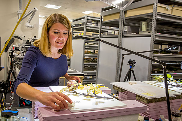 Harvard's Incredible Glass Flowers – FanningSparks