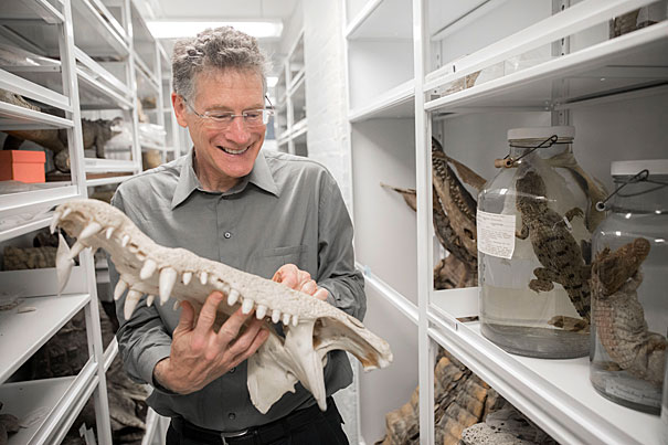 Harvard biologist Jonathan Losos, pictured handling an American Crocodile skull at the MCZ, talks about his new book, “Improbable Destinies: Fate, Chance, and the Future of Evolution.”