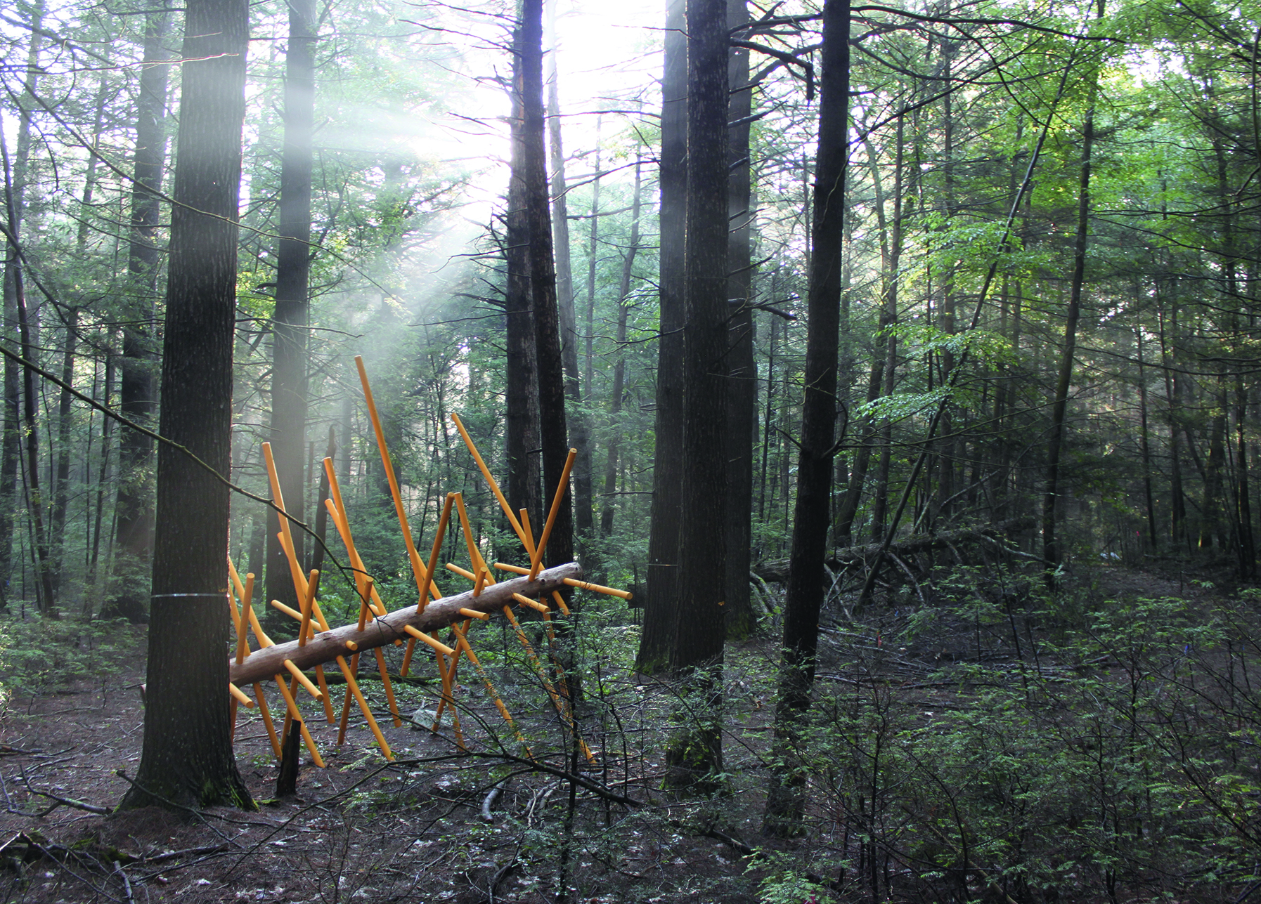 Exchange Tree by David Buckley Borden is one of 12 Hemlock Hospice installations at Harvard Forest.