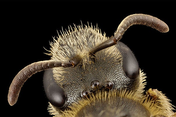 A Lasioglossum albipes (pictured) from the bee family halictidae. Certain species in the family are solitary, others live in social groups, and still others, such as L. albipes, can produce both social and solitary forms.
