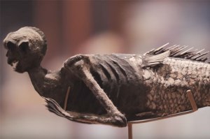The Feejee Mermaid has haunted the Peabody Museum of Archaeology and Ethnology for more than 100 years. Video still by Kai-Jae Wang/Harvard Staff