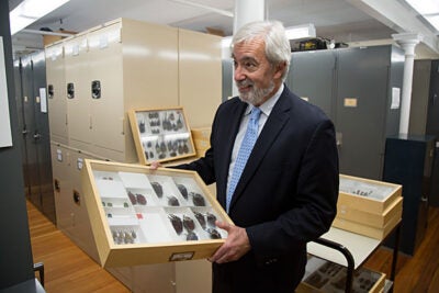 Professor Brian Farrell holds a sampling of David Rockefeller's impressive beetle collection that was recently donated to the Museum of Comparative Zoology by the late alumnus' estate.
