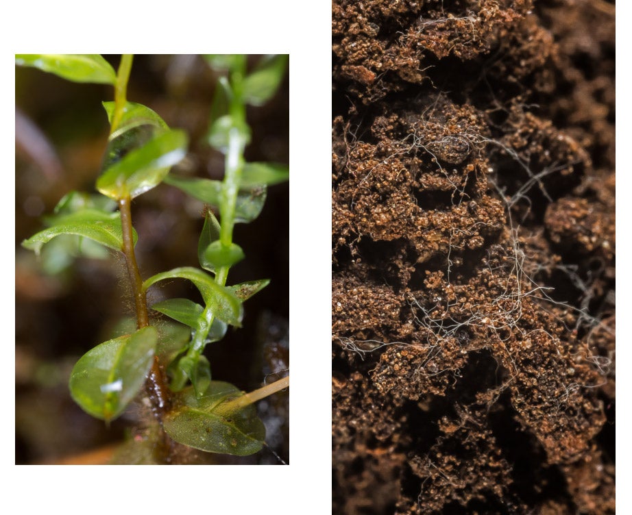 Moss with water drops (left) and soil containing fungal filaments, both photographed in Kittery Point, Maine. Photos by Scott Chimileski
