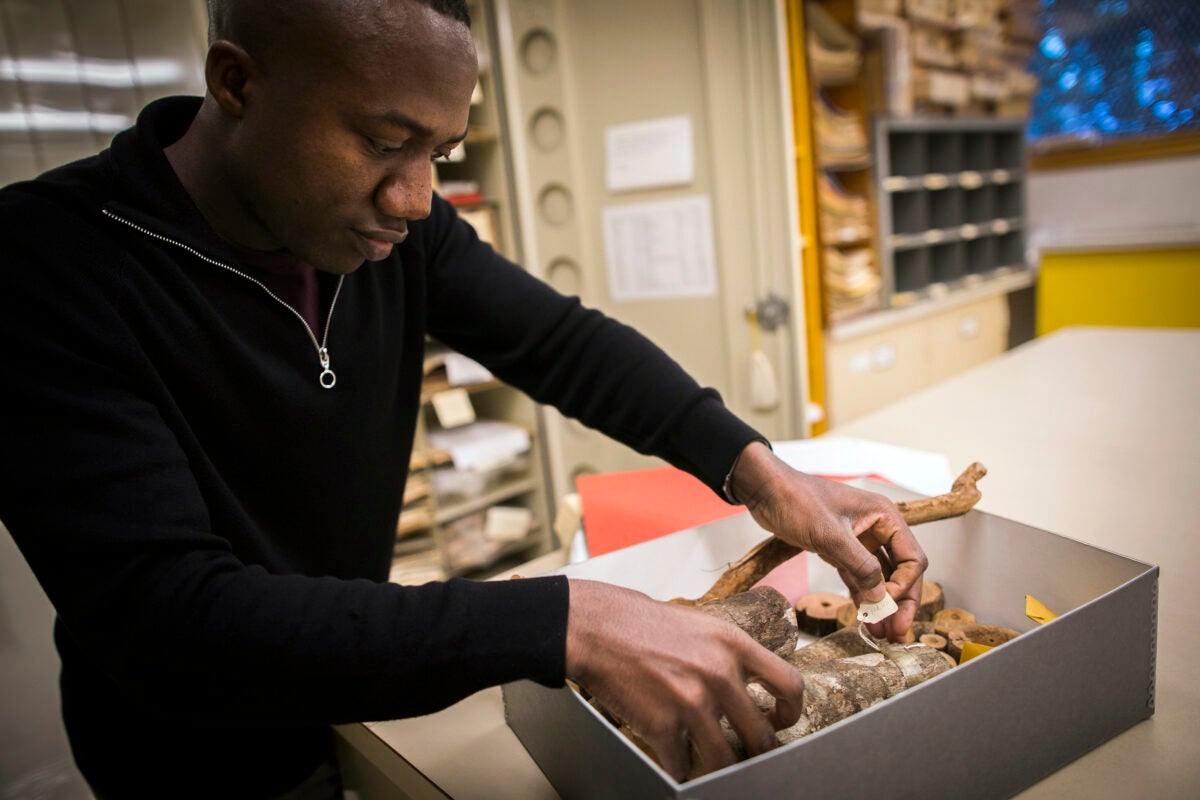 Barnabas Daru is lead author of a study that uncovered sampling biases in a number of herbarium collections around the world, casting doubt on their usefulness in evaluating climate change. 
