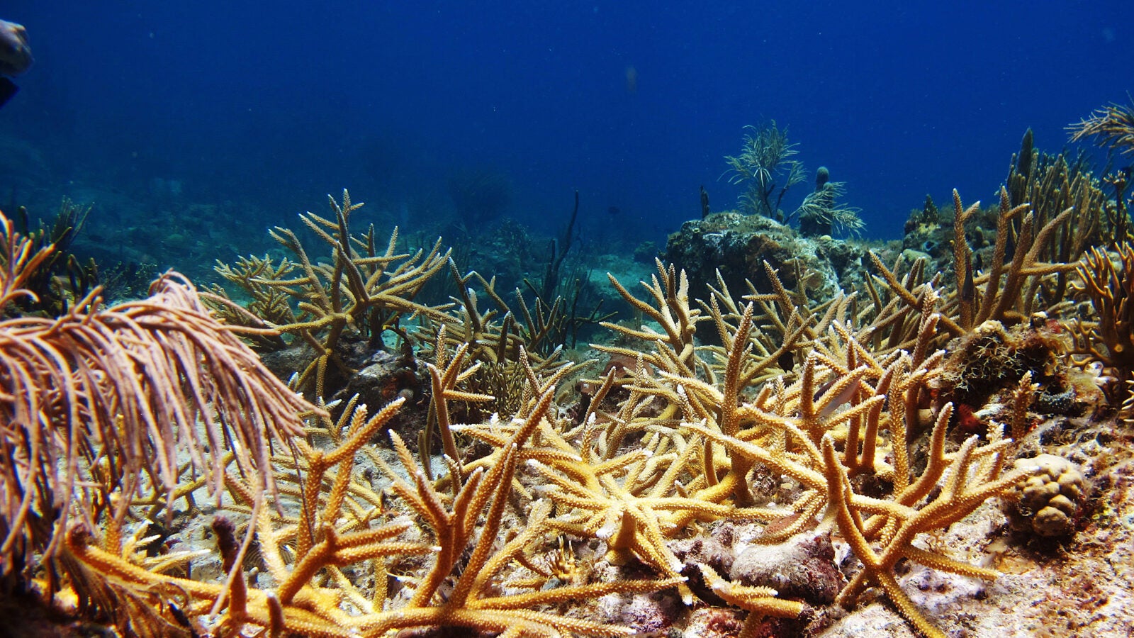A new study suggests that efforts to restore coral reefs, such as this staghorn coral thicket outplanted at Great St. James, have a positive impact on fish populations, both short- and long-term. 