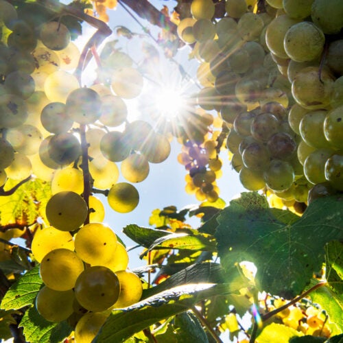 Though vineyards might be able to counteract some effects of climate change by planting lesser-known grape varieties, scientists and vintners need a better understanding of the wide diversity of grapes and their adaptations.