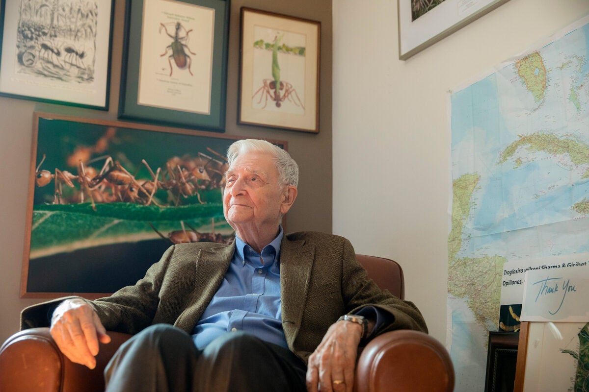 In his latest book, entomologist E.O. Wilson urges the next generation of great minds to evolve and explore the symmetry between the natural sciences and the humanities. 