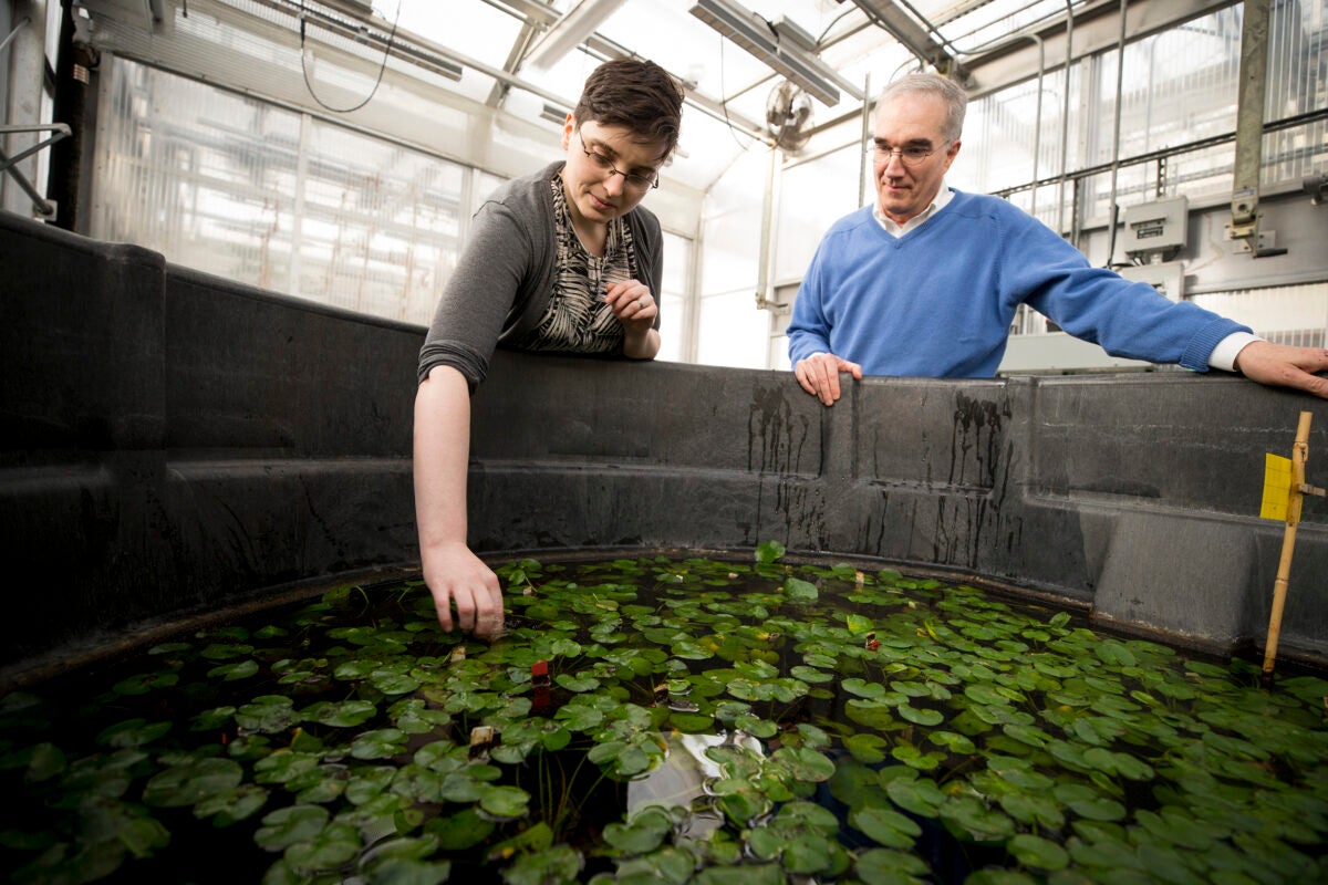Arnold Arboretum scientists Becky Povilus (left) and Ned Friedman  have pinpointed how mother plants of an extinct species of water lily take control of rearing offspring, which Povilus compared to "locking Dad out of the kitchen." 