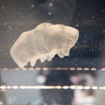Tardigrade.