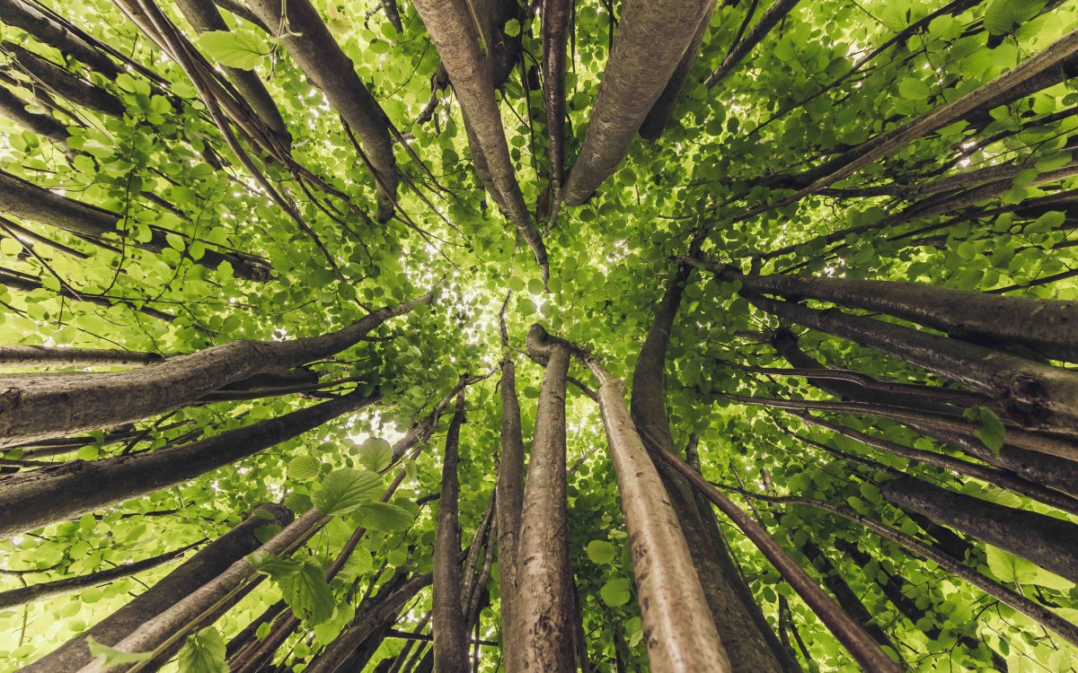 Canopy of trees, Arnold Arboretum.