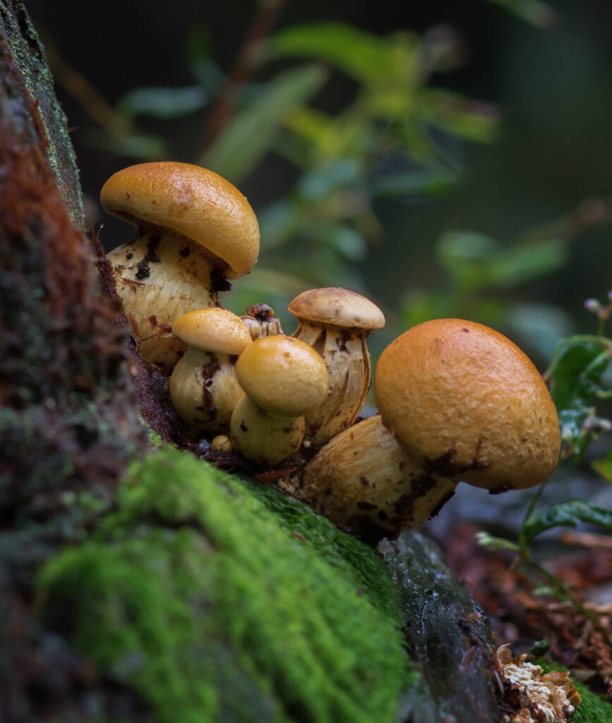 Close-up of mushrooms.