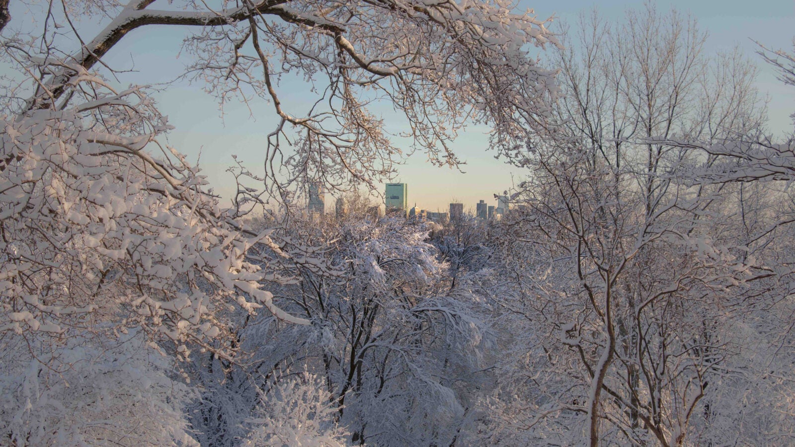 View of Boston skyline from snowy Arnold Arboretum.