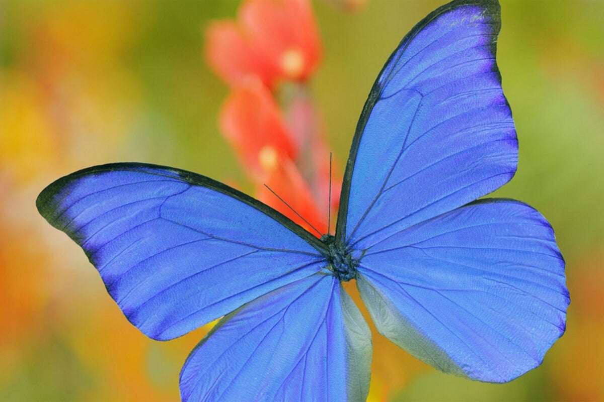 Butterfly wings inspire air-purification improvements – Harvard ...