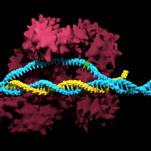 CRISPR-Cas9