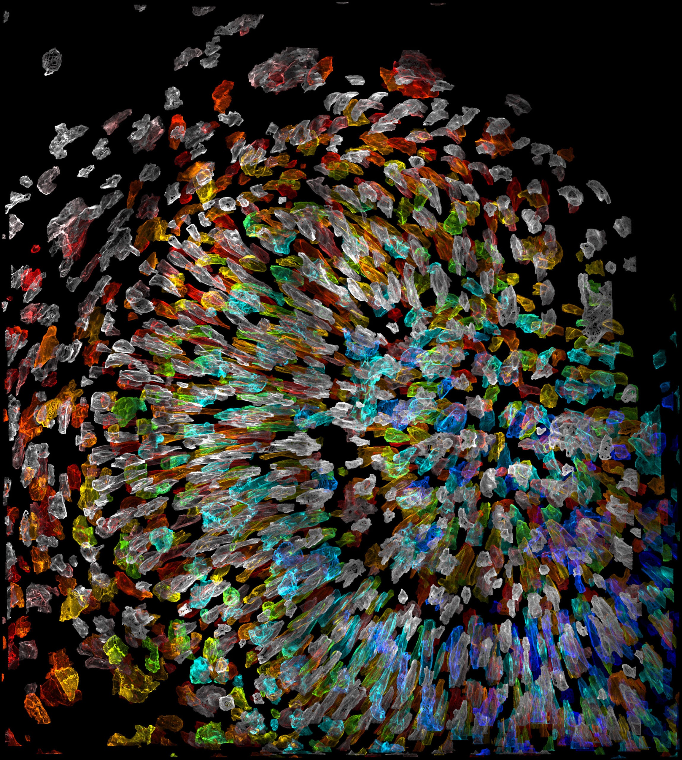 Cells of a zebrafish eye, computationally "exploded."