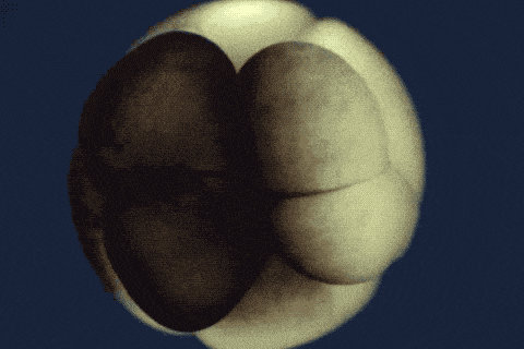 A Xenopus egg divides
