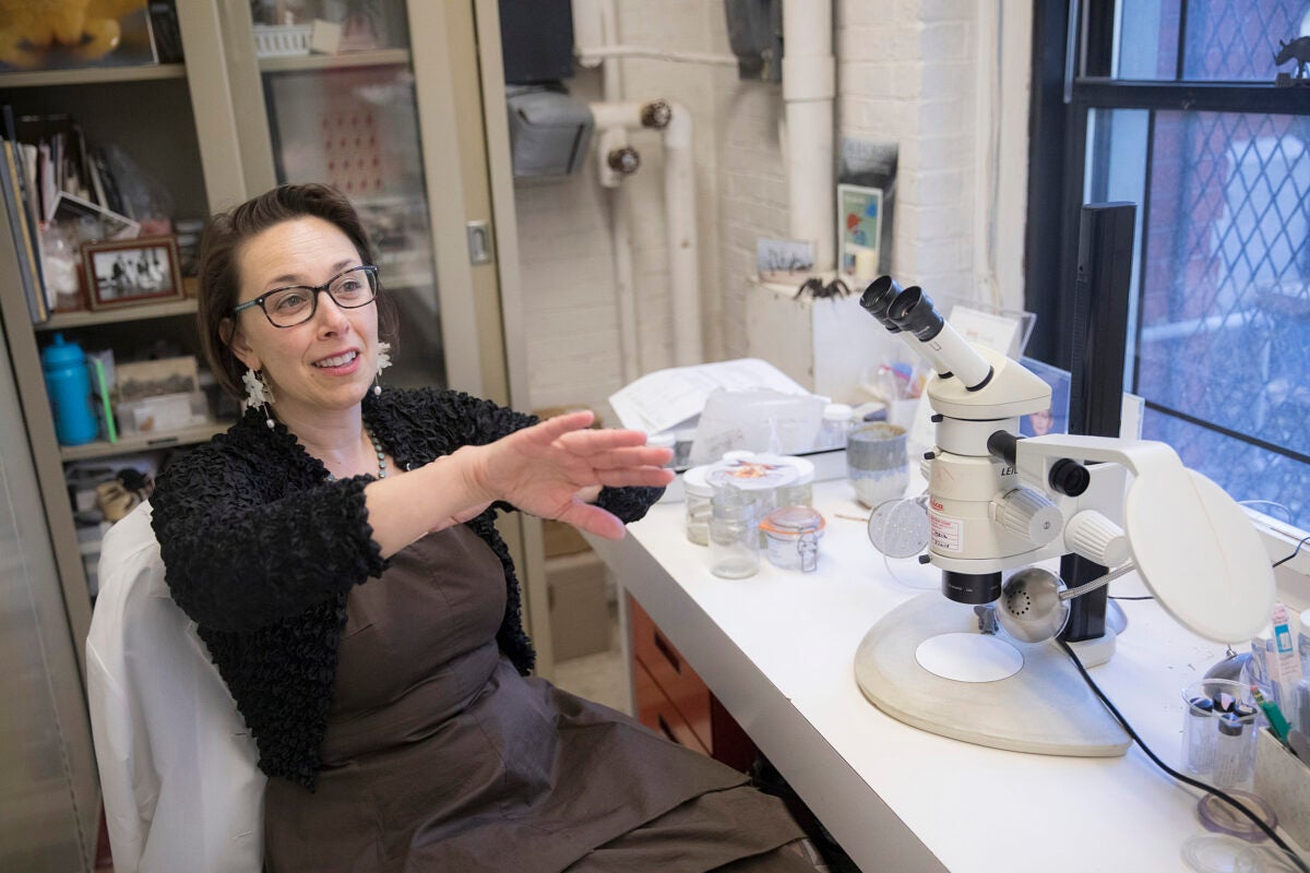 Sarah Kariko is the lead author of a new study that examines how a red, jewel-like spider gets its color and why it doesn't fade when preserved in ethanol.
