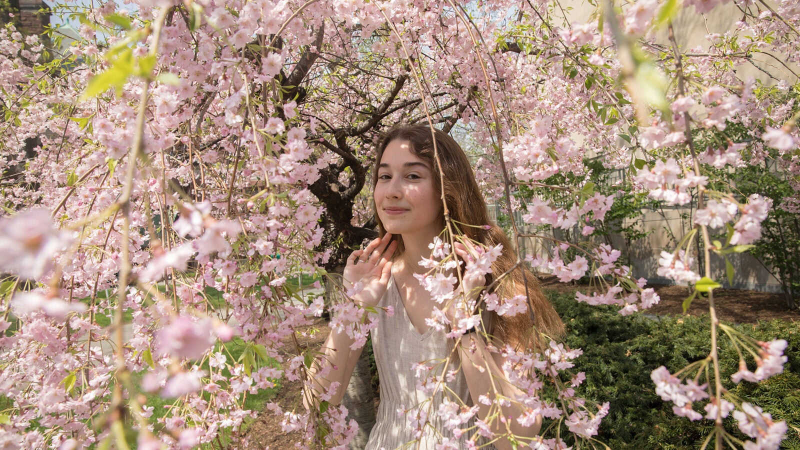 Latin Orator Phoebe Lakin '18 is seen beneath a cherry tree at The Harvard Law School where she has enjoyed studying. 