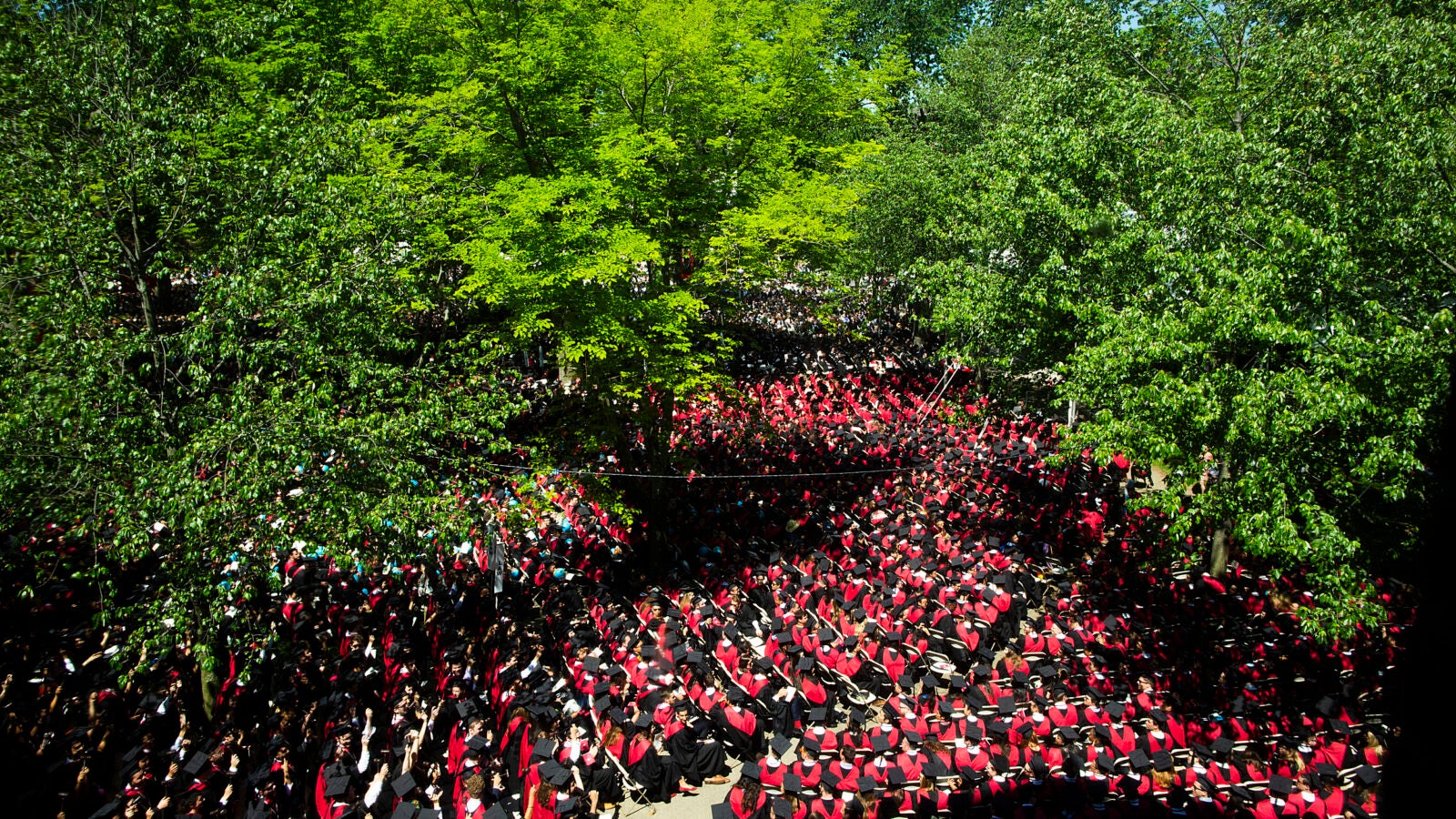 Sea of graduates in Harvard Yard.