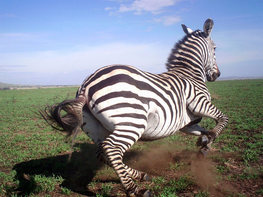 Zebra moving in the wild.