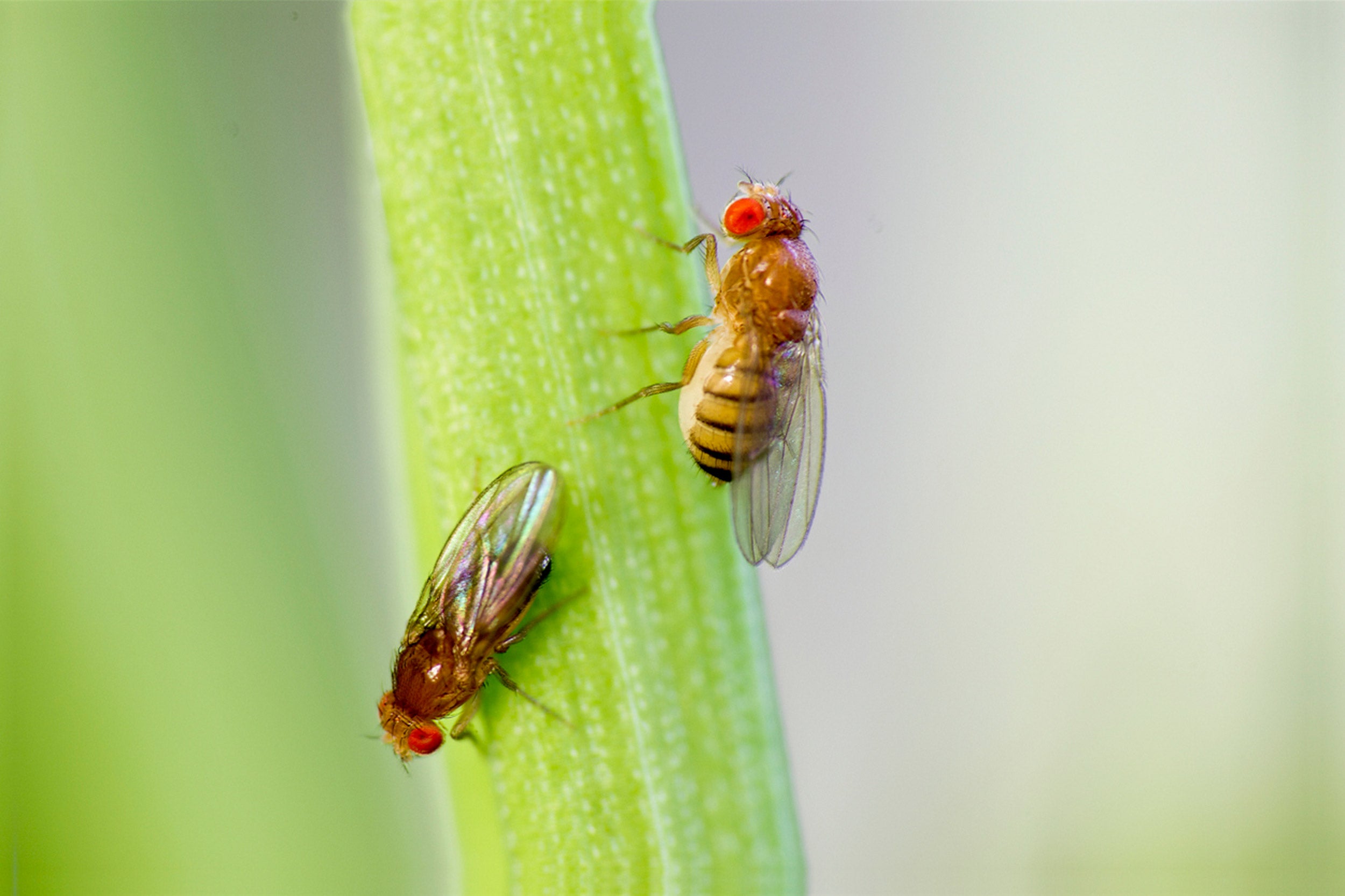 New study reveals how male fruit fly decides to court or ignore