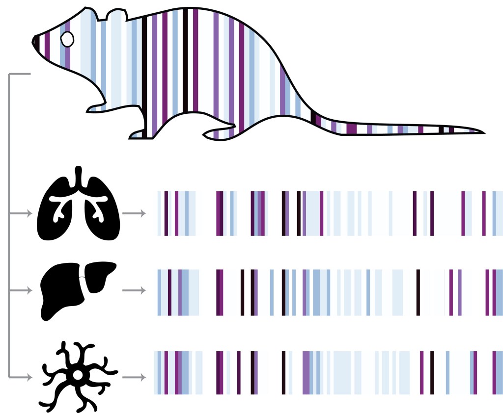 Genetic Barcodes Can Record Every Cells History In Real Time Harvard Gazette 7379